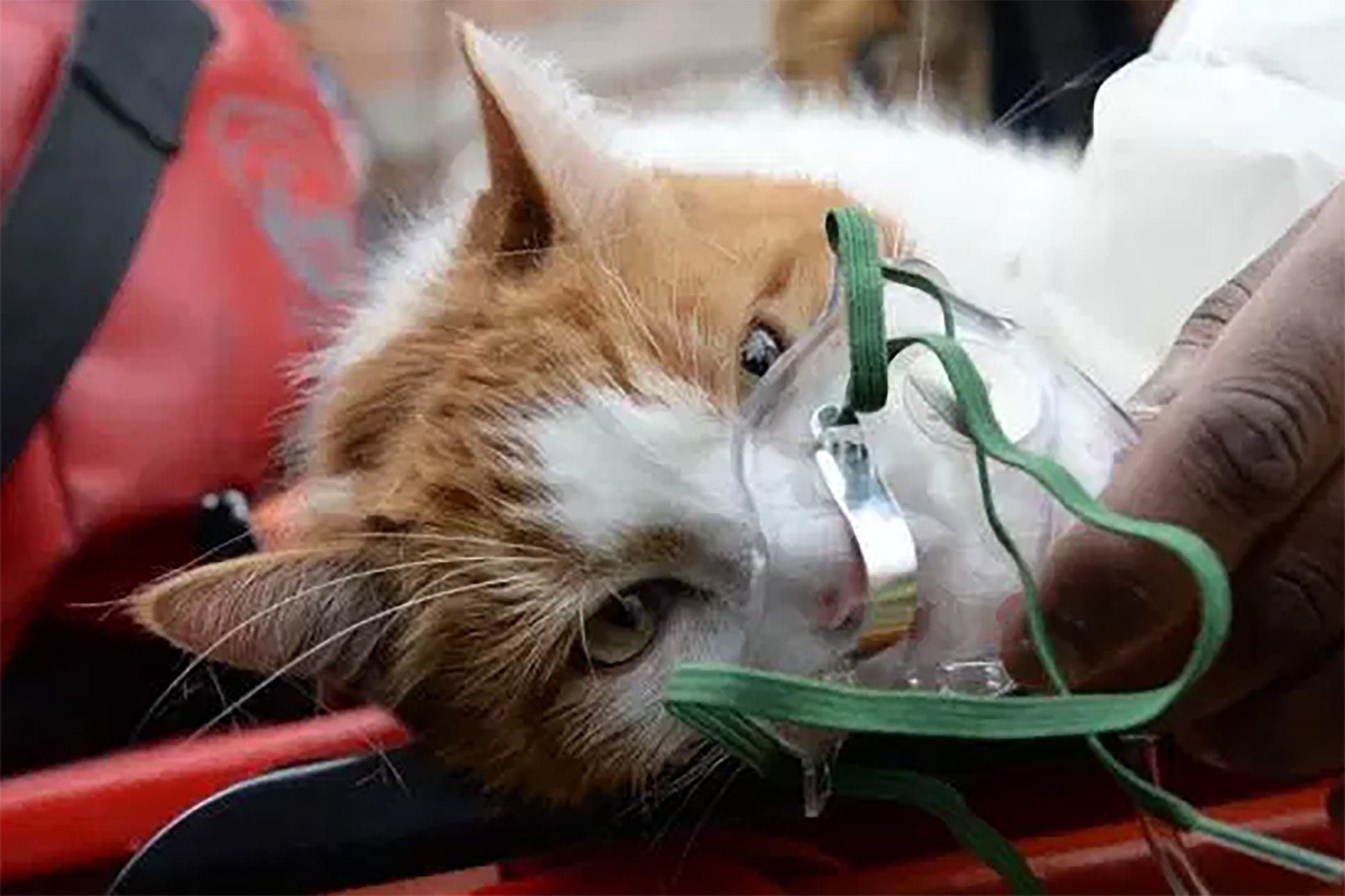 Oxygen Therapy for Cats - Conditions Treated, Procedure, Efficacy, Recovery, Cost, Considerations, Prevention